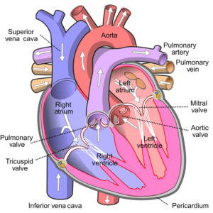 Cor triatriatum causes, symptoms, diagnosis, treatment & prognosis