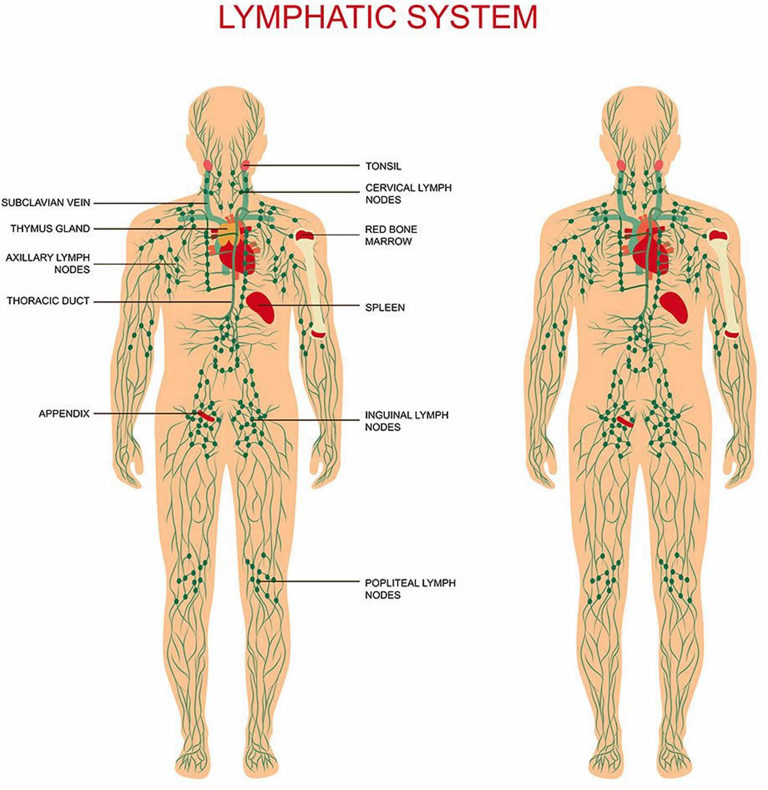 Lymph massage, how lymph drainage massage works & lymph massage side