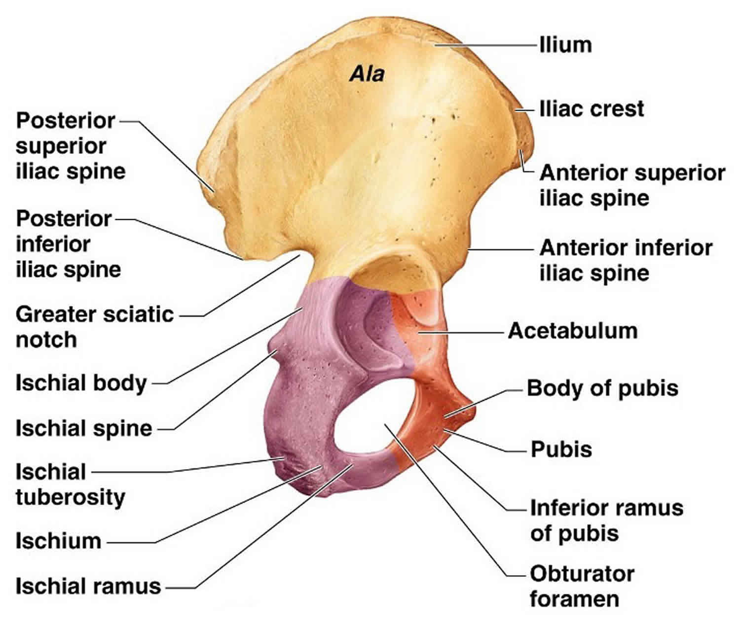 Alas перевод. Os pubis анатомия. Os Coxae анатомия. Os Coxae pelvis. Тазовая кость (os Coxae).