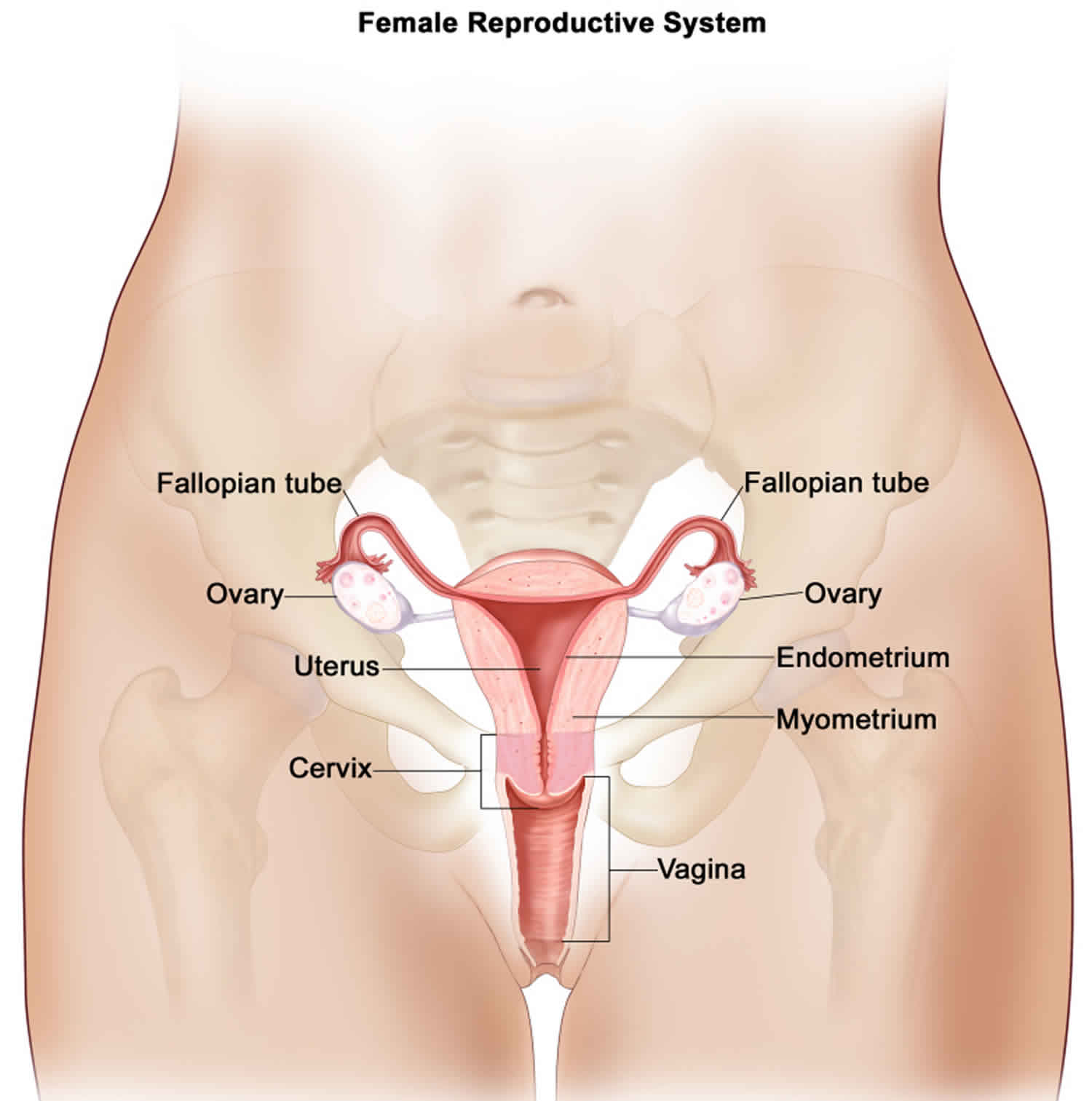 peritoneal cancer female