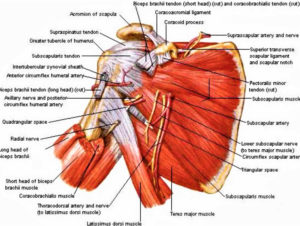 Scapula fracture causes, symptoms, diagnosis, treatment & prognosis