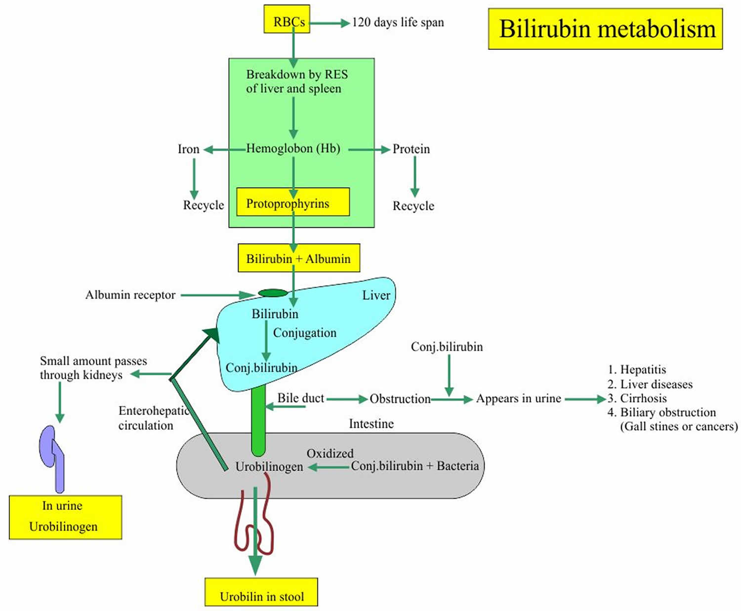 can unconjugated bilirubin be excreted in urine