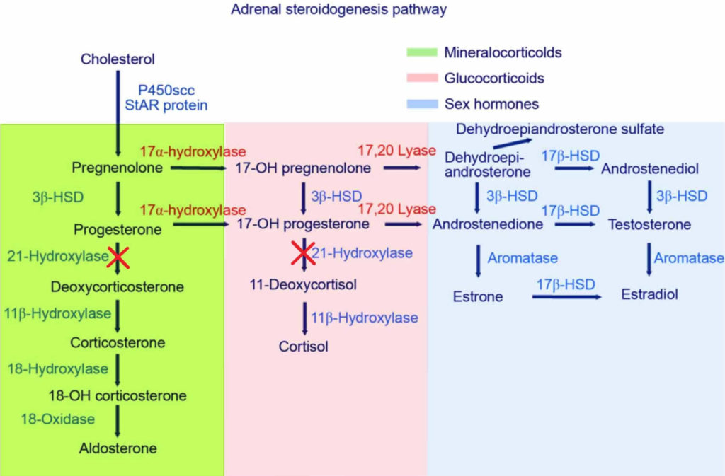 adrenal glands hormones