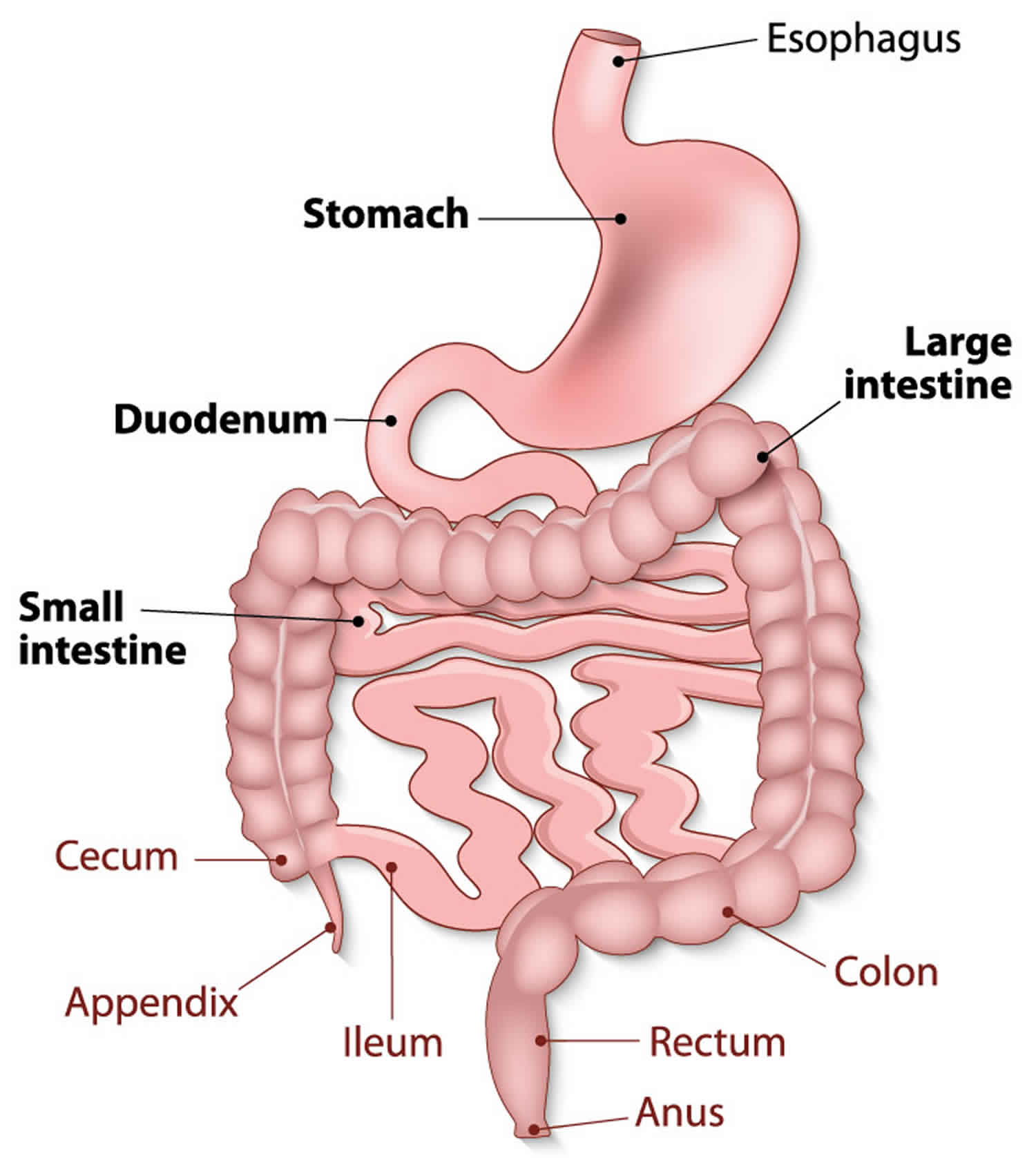 Bacterial Overgrowth Syndrome Causes Symptoms Diagnosis Treatment