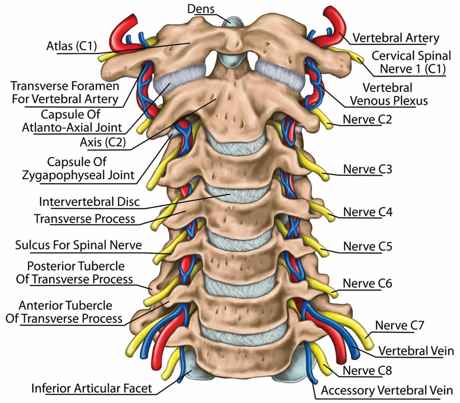 Cervical Spinal Nerves Chart