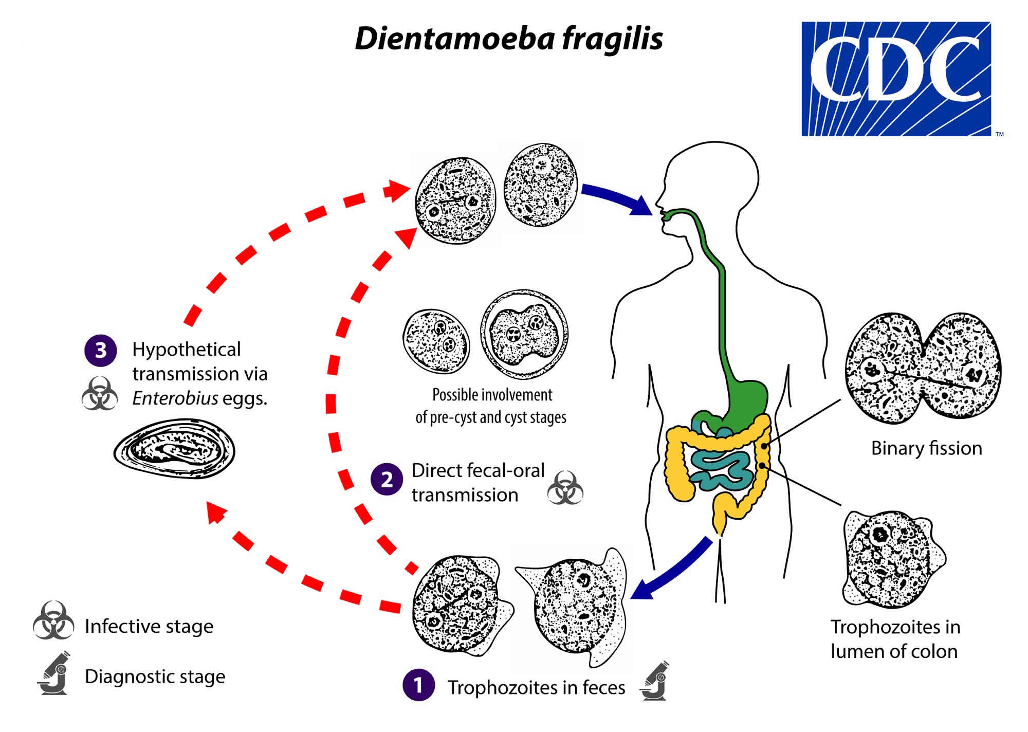 Циста жизненный цикл. Dientamoeba fragilis жизненный цикл. Диентамеба фрагилис. Dientamoeba fragilis цикл развития. Диэнтамеба жизненный цикл.