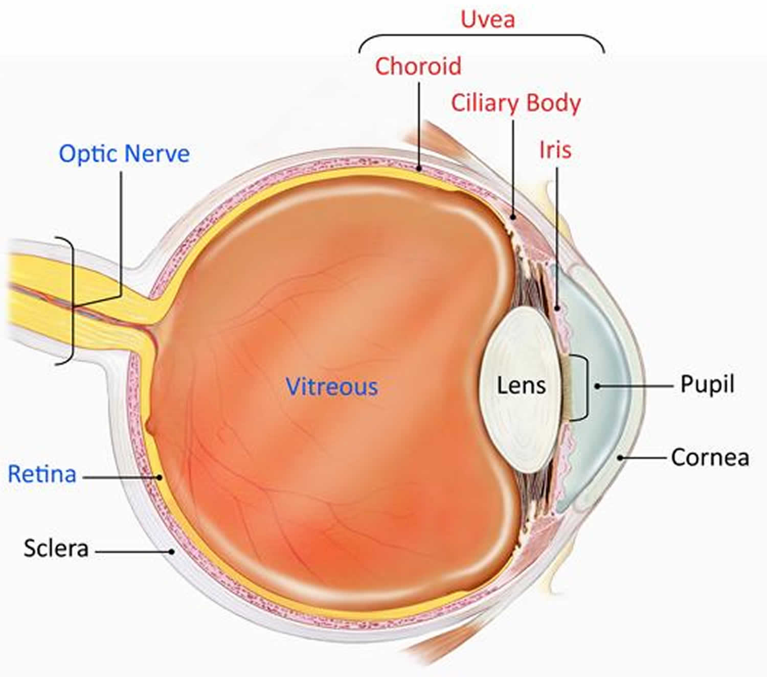 Глаз течение. Uvea. Uvea of Eye. Увеа анатомия глаз. A. sclera b. Retina c. cornea d. Uvea e. choroid.