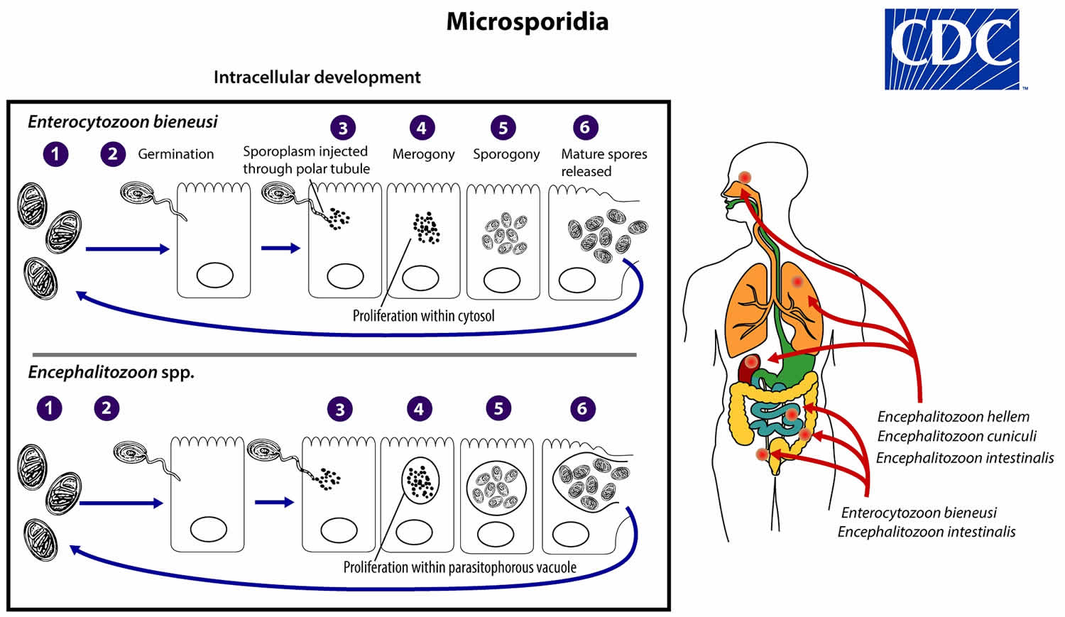 Microsporidia life cycle