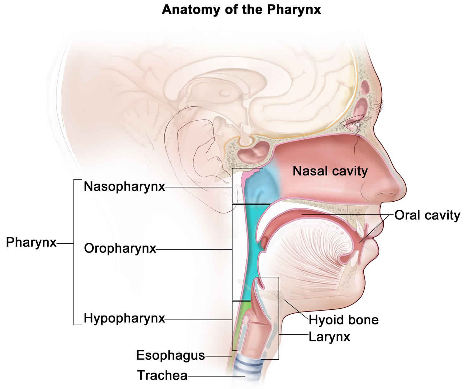 Nasopharynx anatomy