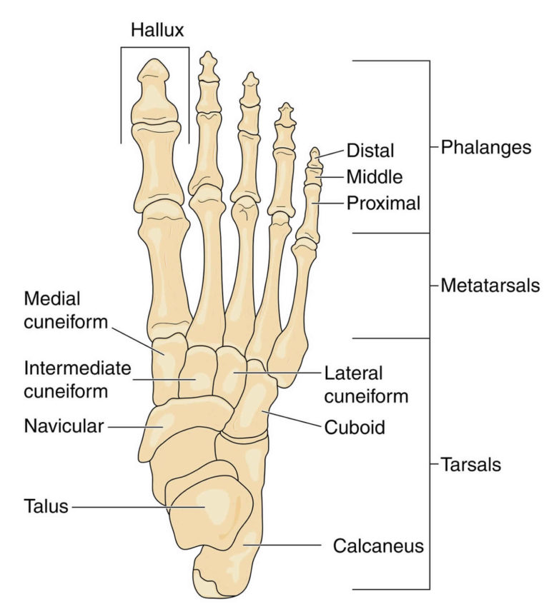 walking on a navicular fracture