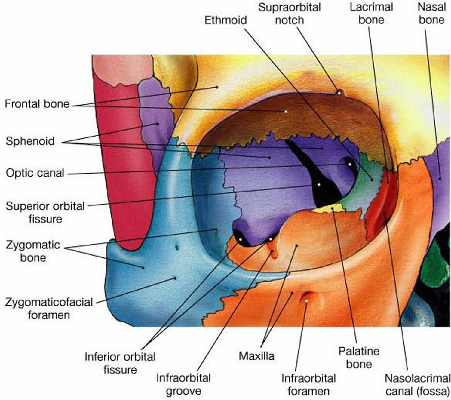 orbital floor fracture symptoms