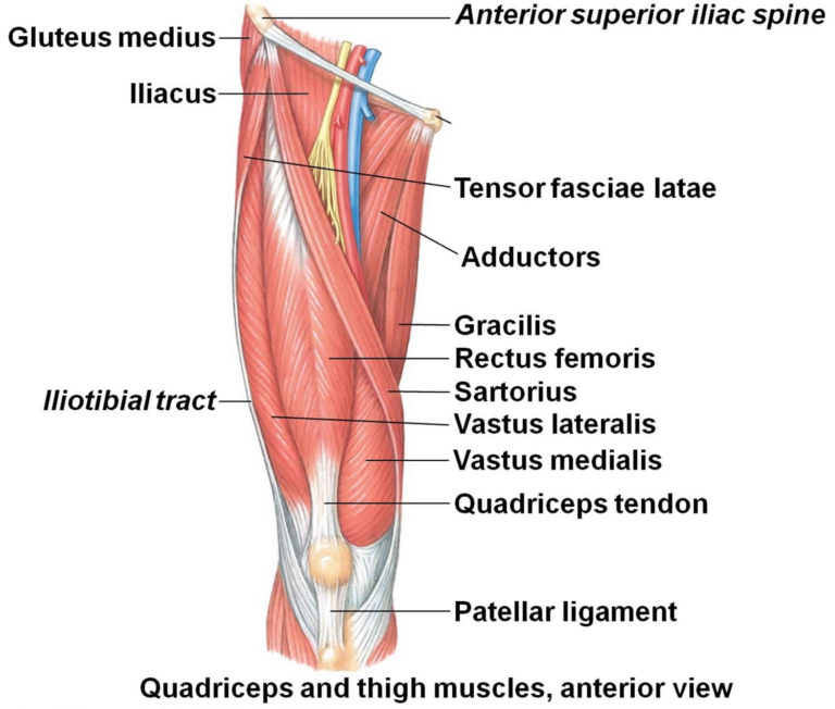 Quad strain causes, symptoms, diagnosis, treatment & recovery time