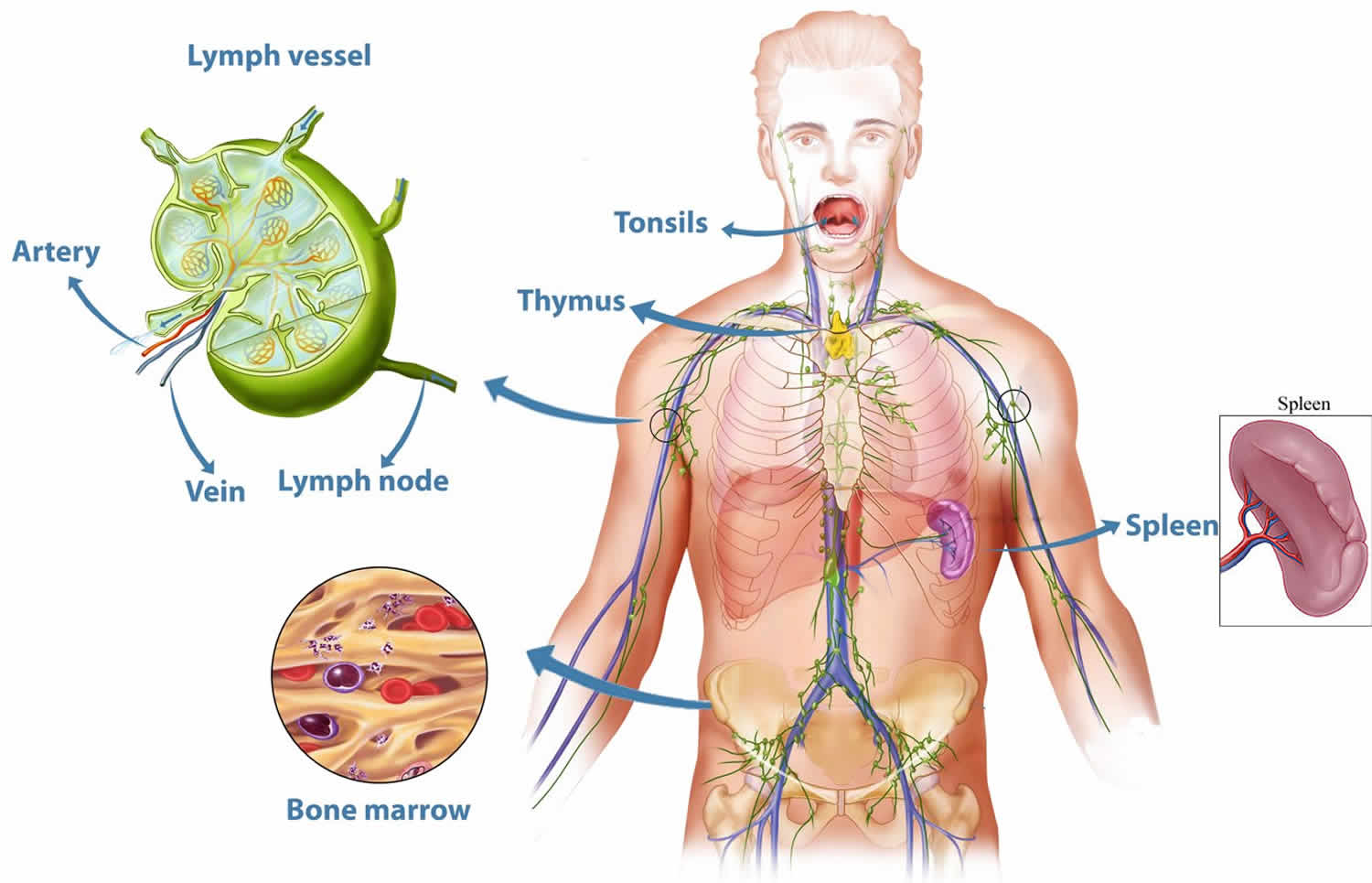 normal and enlarged spleen