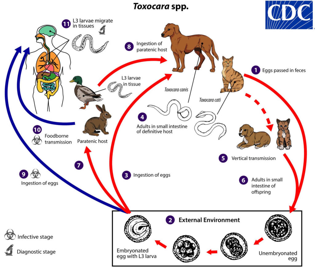 Toxocariasis causes, symptoms, diagnosis, treatment & prognosis