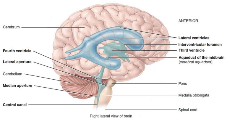 Cerebral Circulation Cerebral Circulation Anatomy Venous Circulation