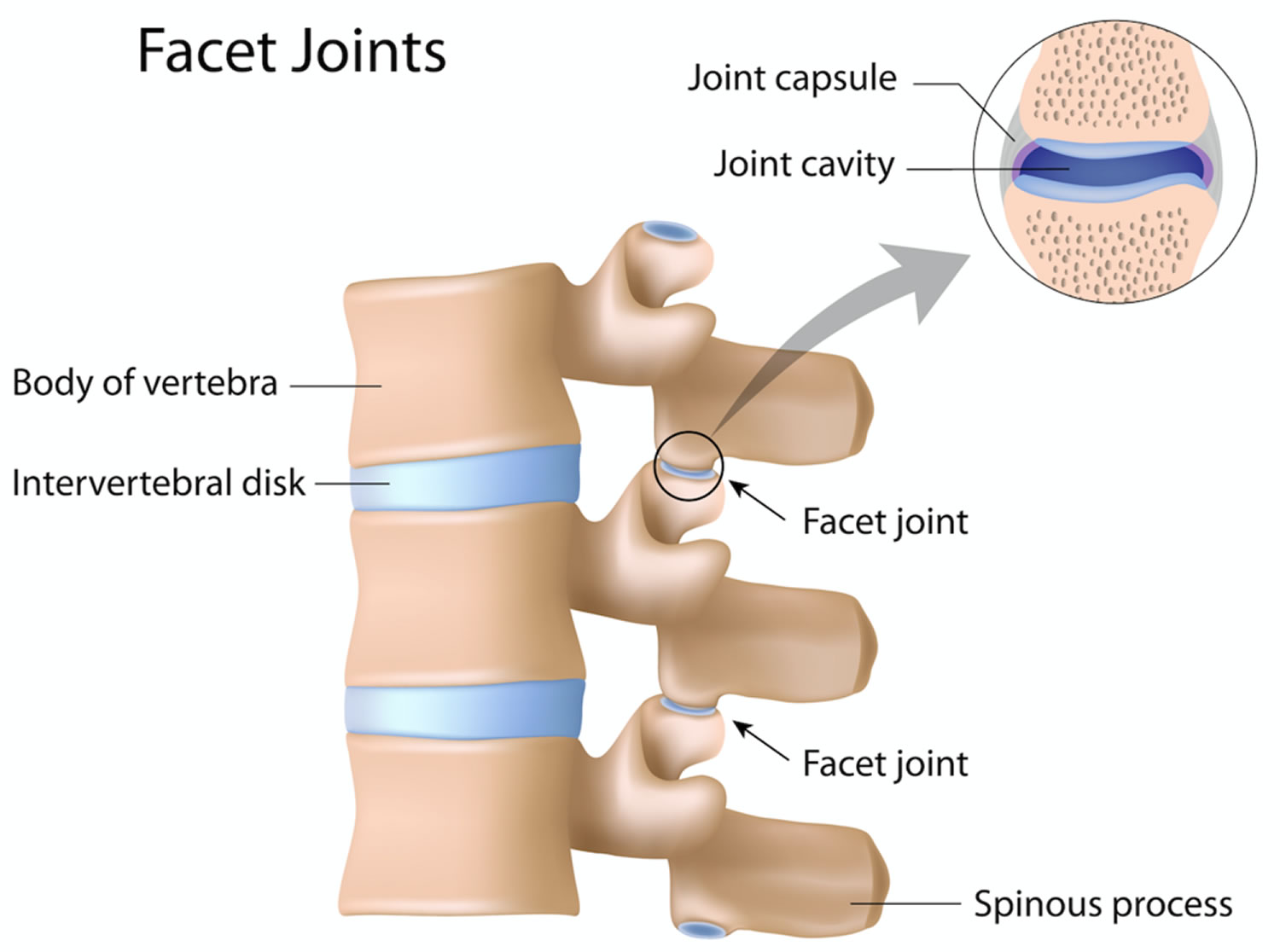 Facet joints