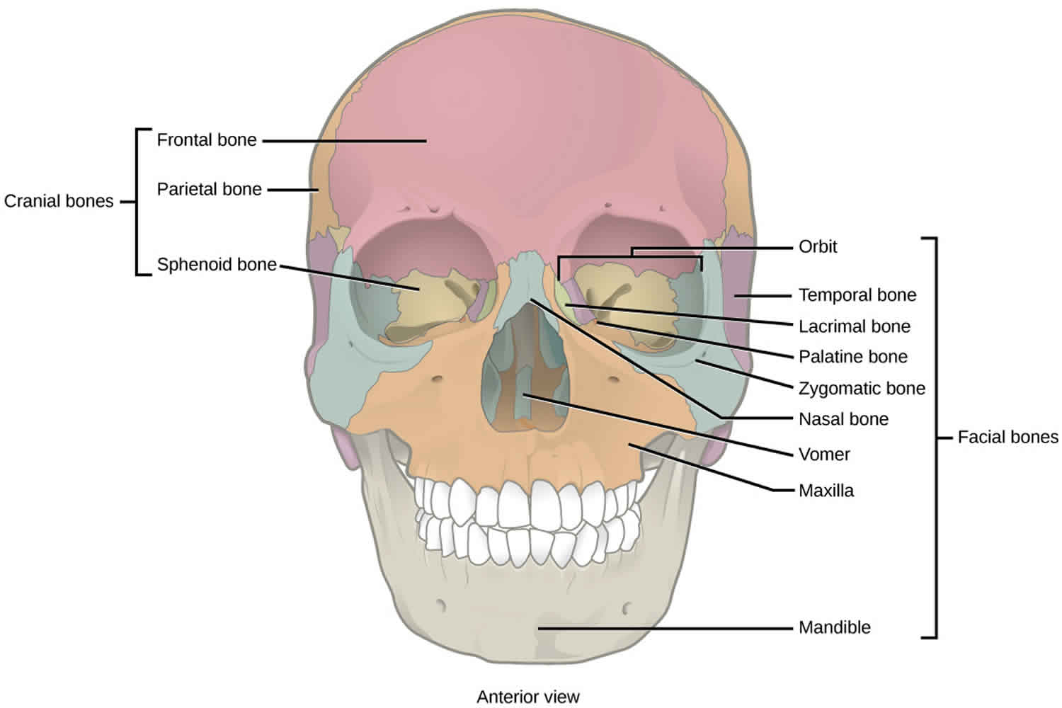 left orbital fracture