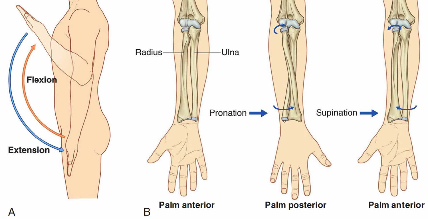 Forearm anatomy