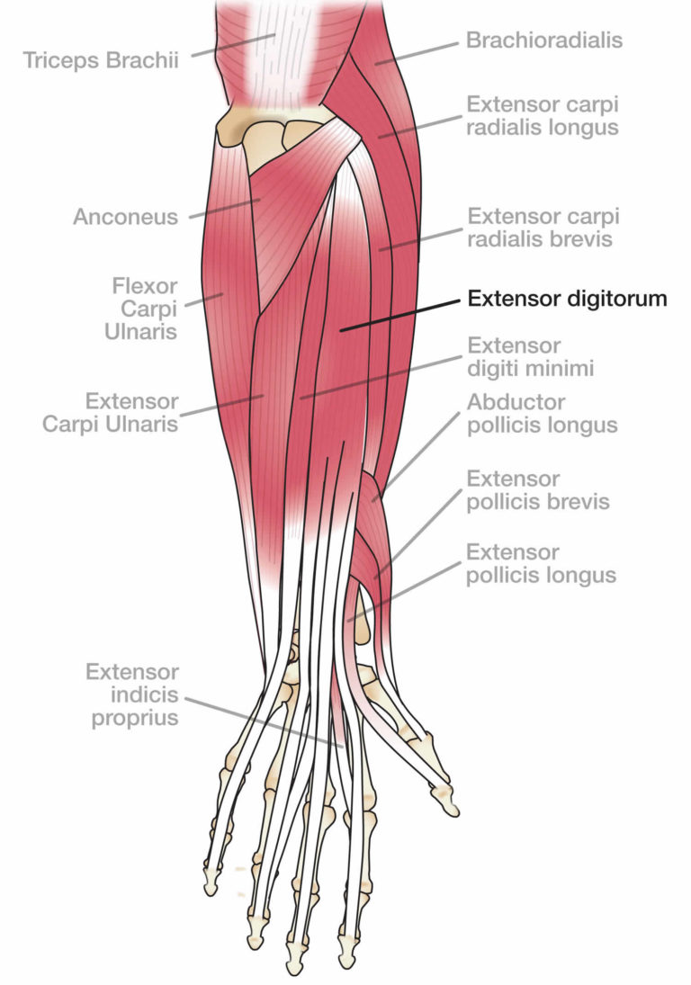 Golfer's elbow causes, symptoms, diagnosis, treatment, exercises