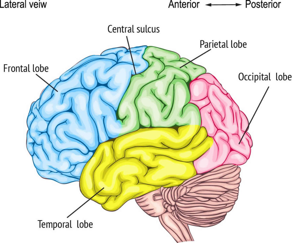 case study of frontal lobe