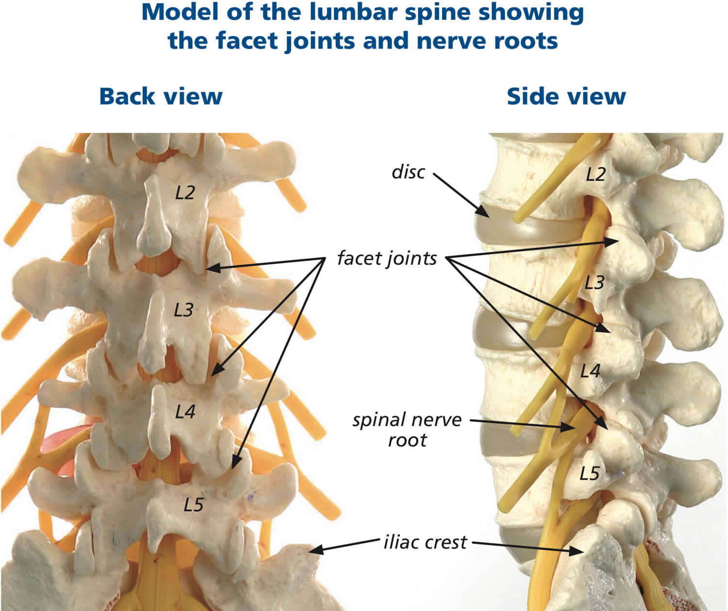 lumbar spine facet joints