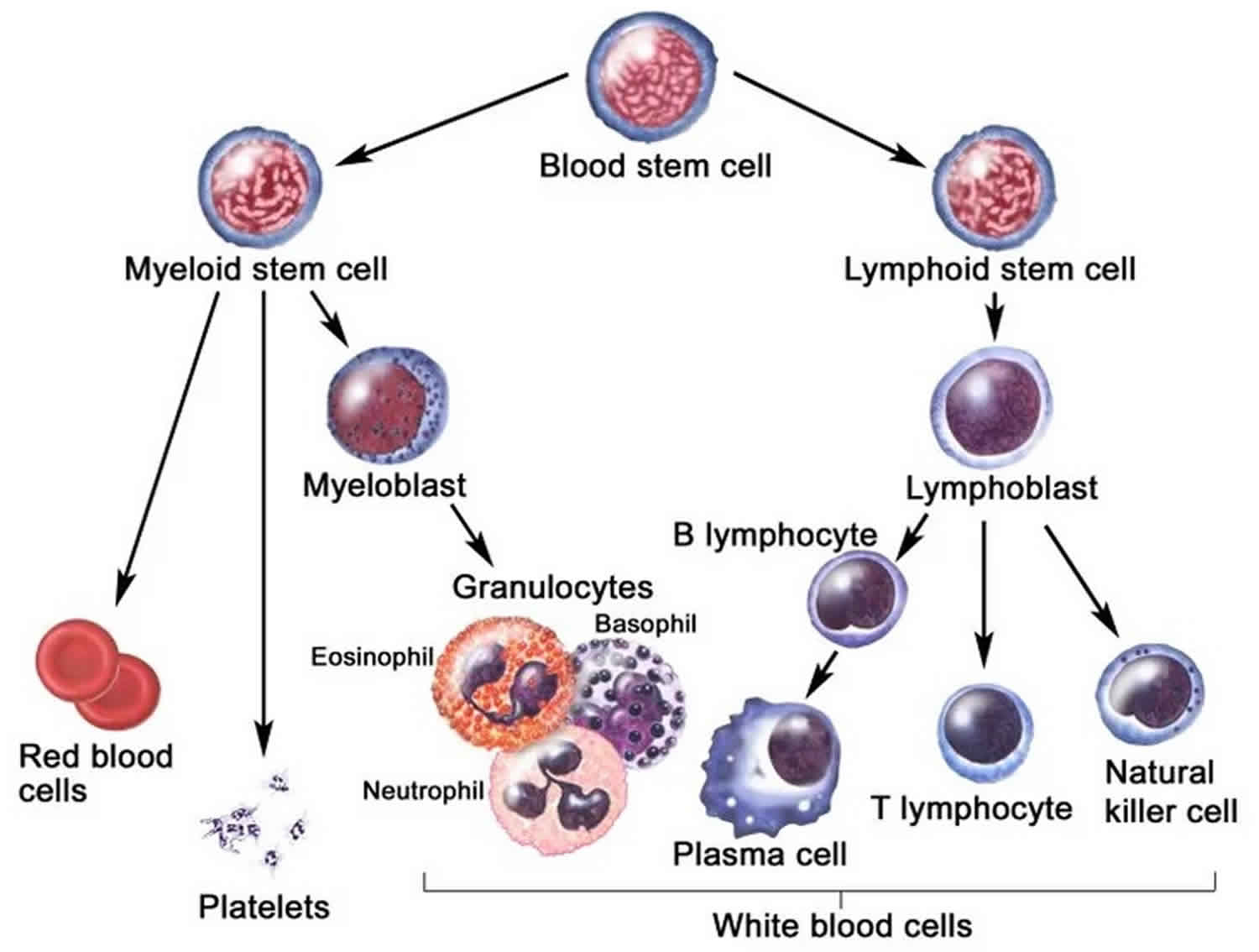 what is lymphoproliferative disorders