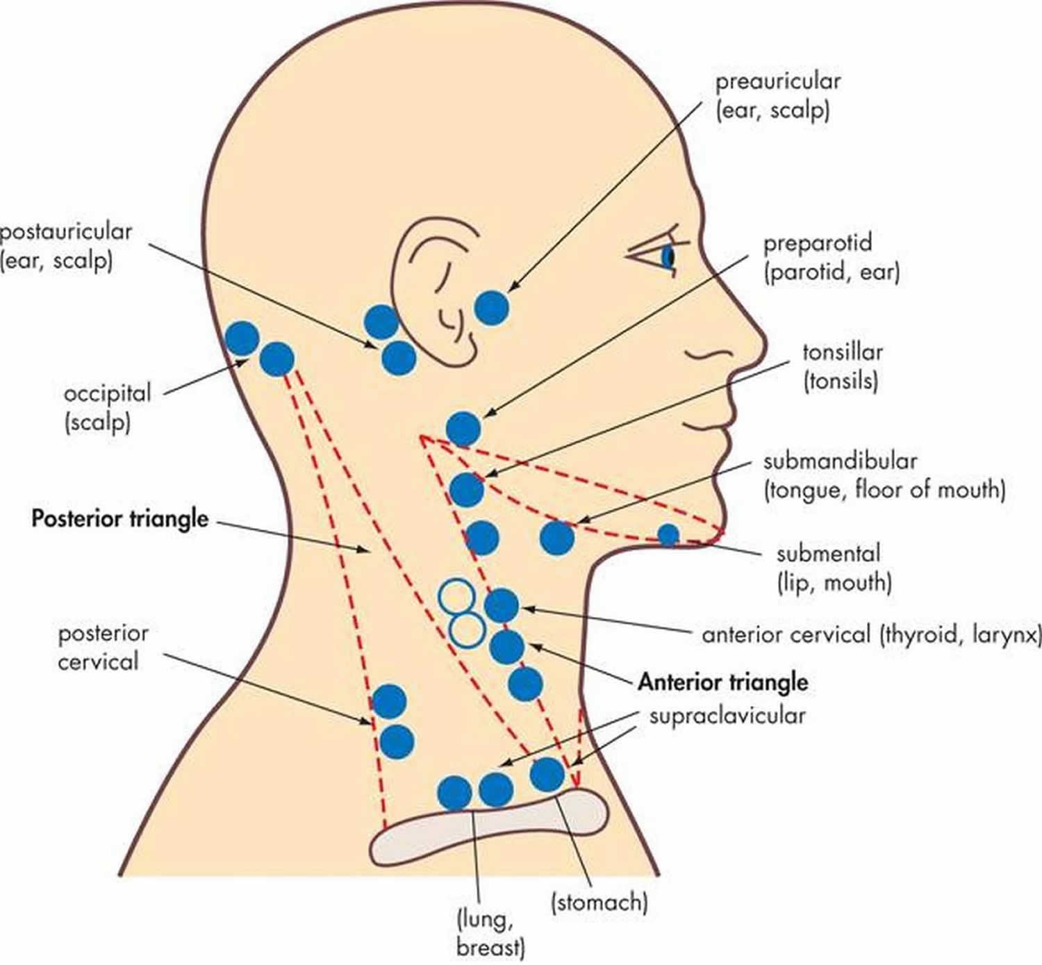 lymph nodes in back of neck