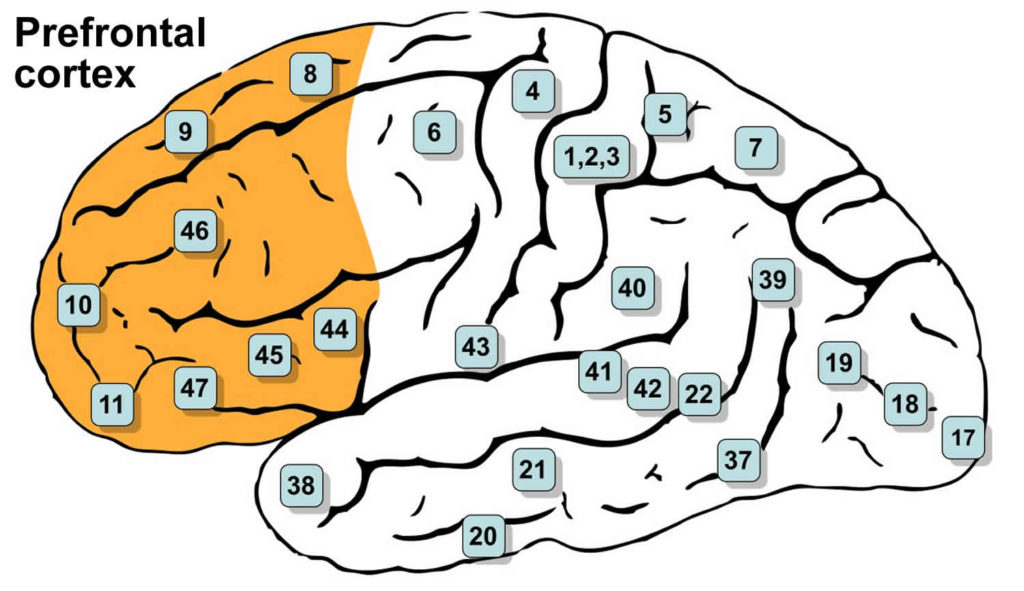 frontal lobe disorder wikipedia