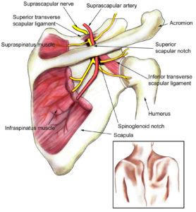 Suprascapular neuropathy causes, symptoms, diagnosis, treatment & prognosis