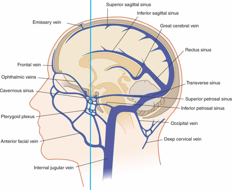 Cerebral Circulation Cerebral Circulation Anatomy Venous Circulation Of The Brain And Csf 8788