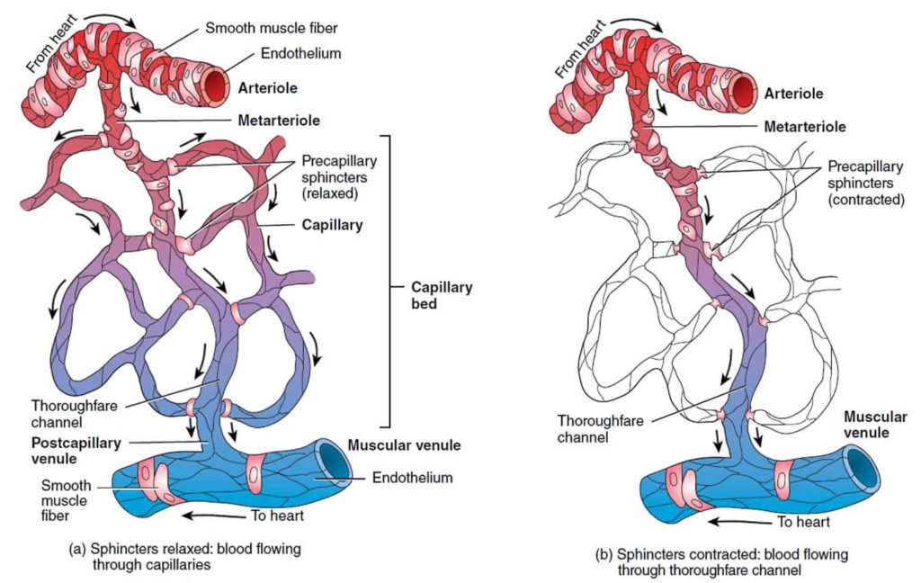 arteriole structure and function kenhub