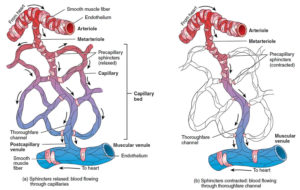 Arterioles definition & arterioles function