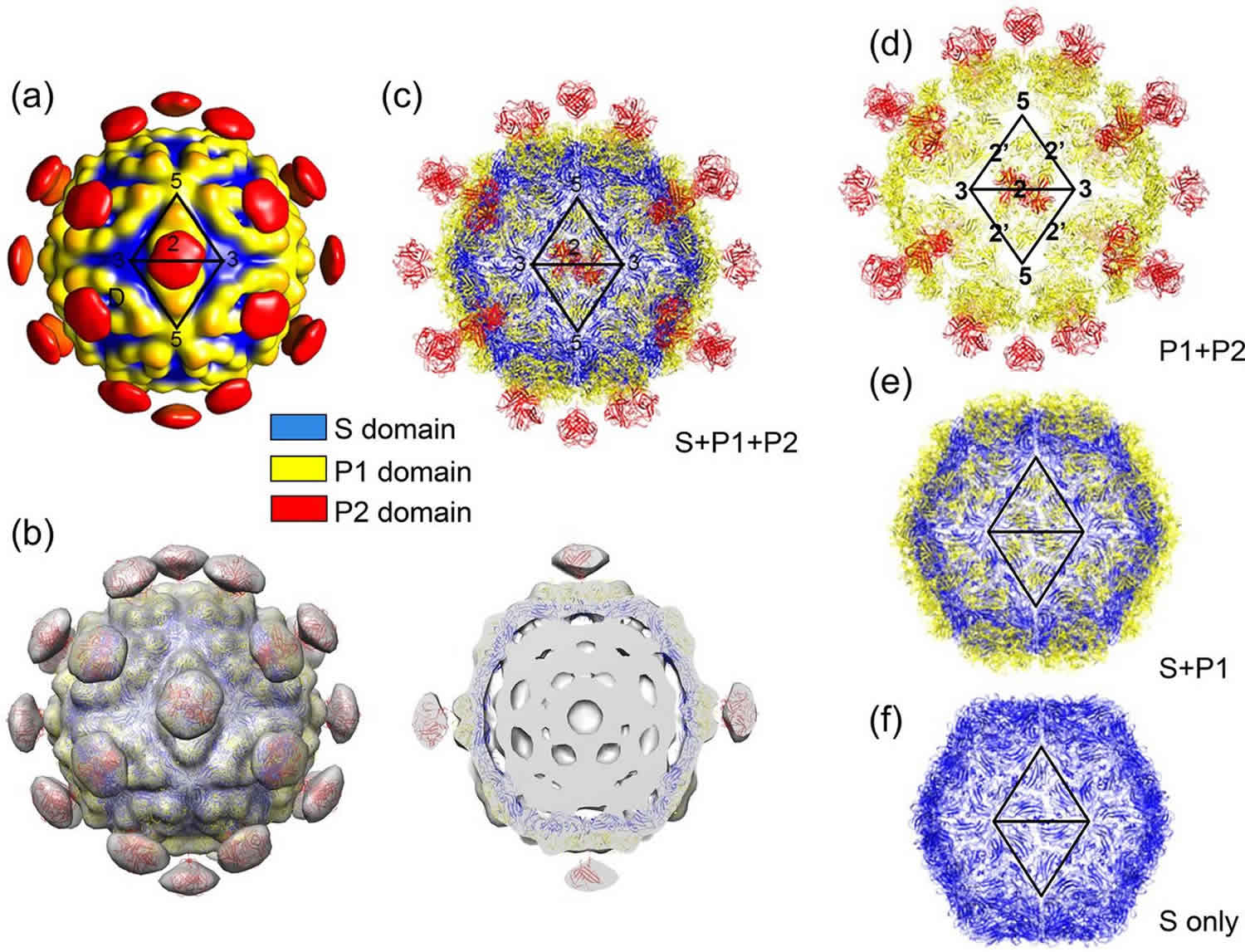 Human Astrovirus Infection