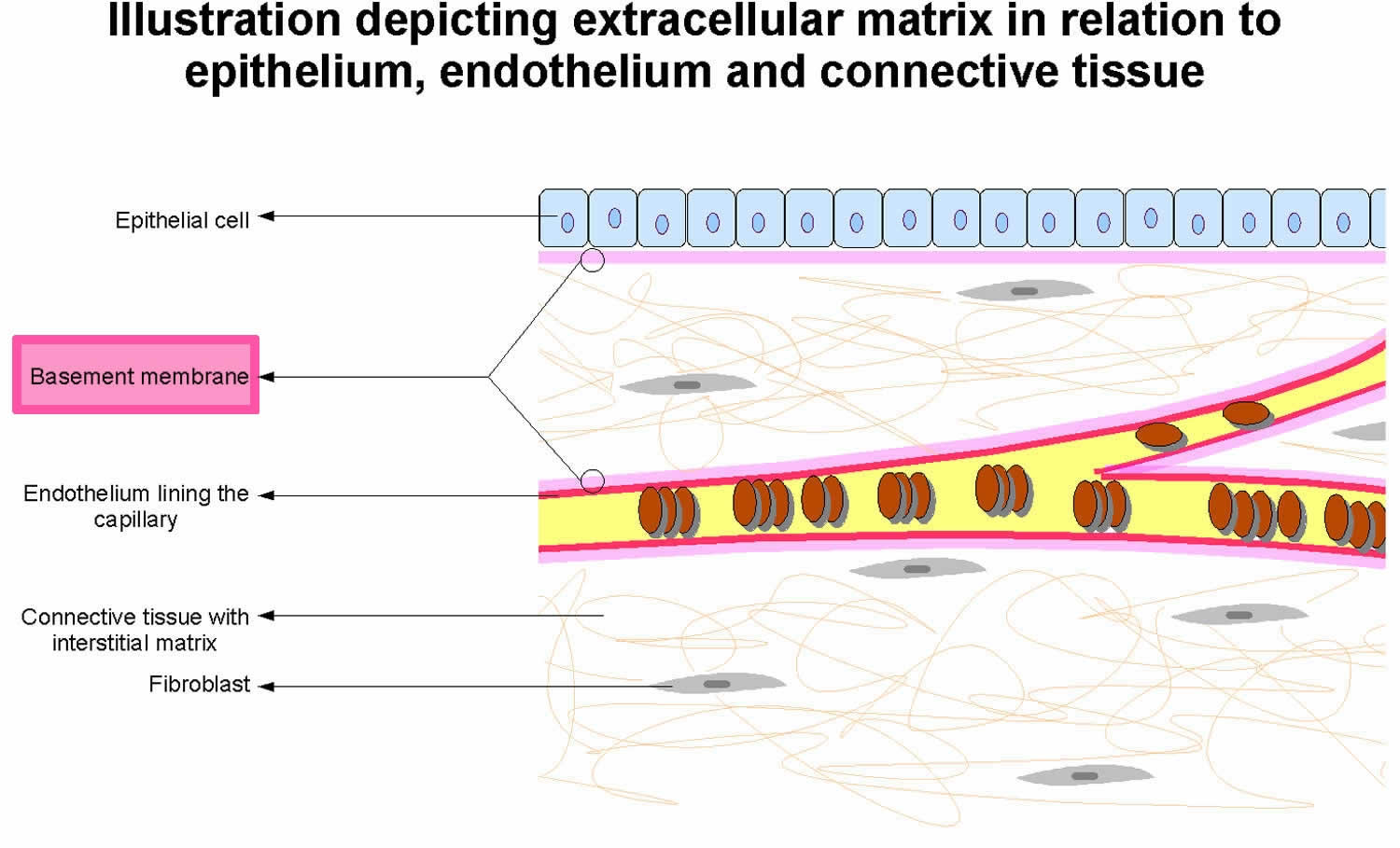 basement-membrane-basement-membrane-structure-and-function