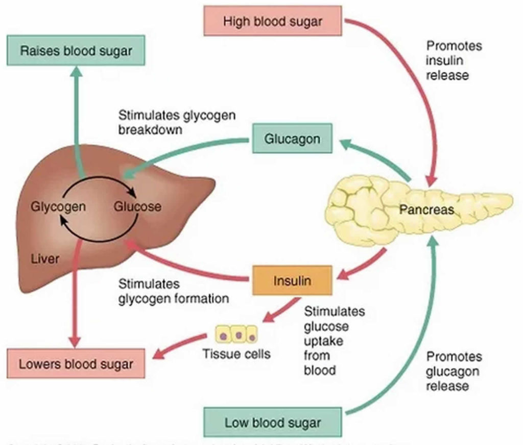 Blood sugar regulation & hormone that regulates blood sugar