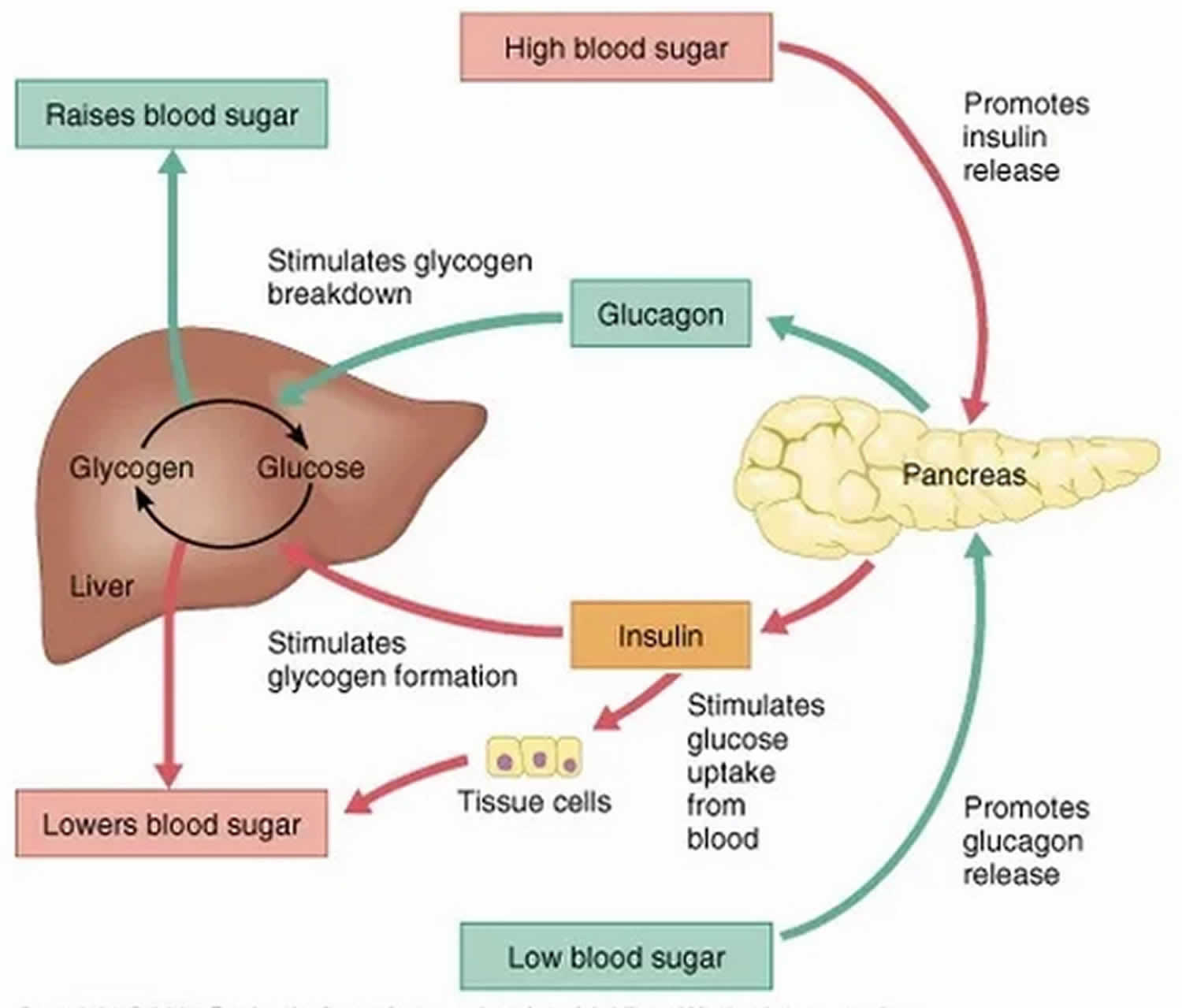 blood-pressure-regulation-diagram