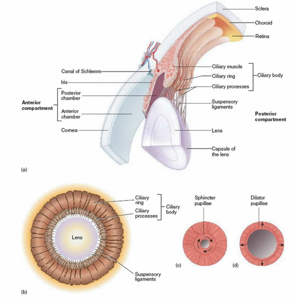 miosis-definition-causes-symptoms-diagnosis-treatment