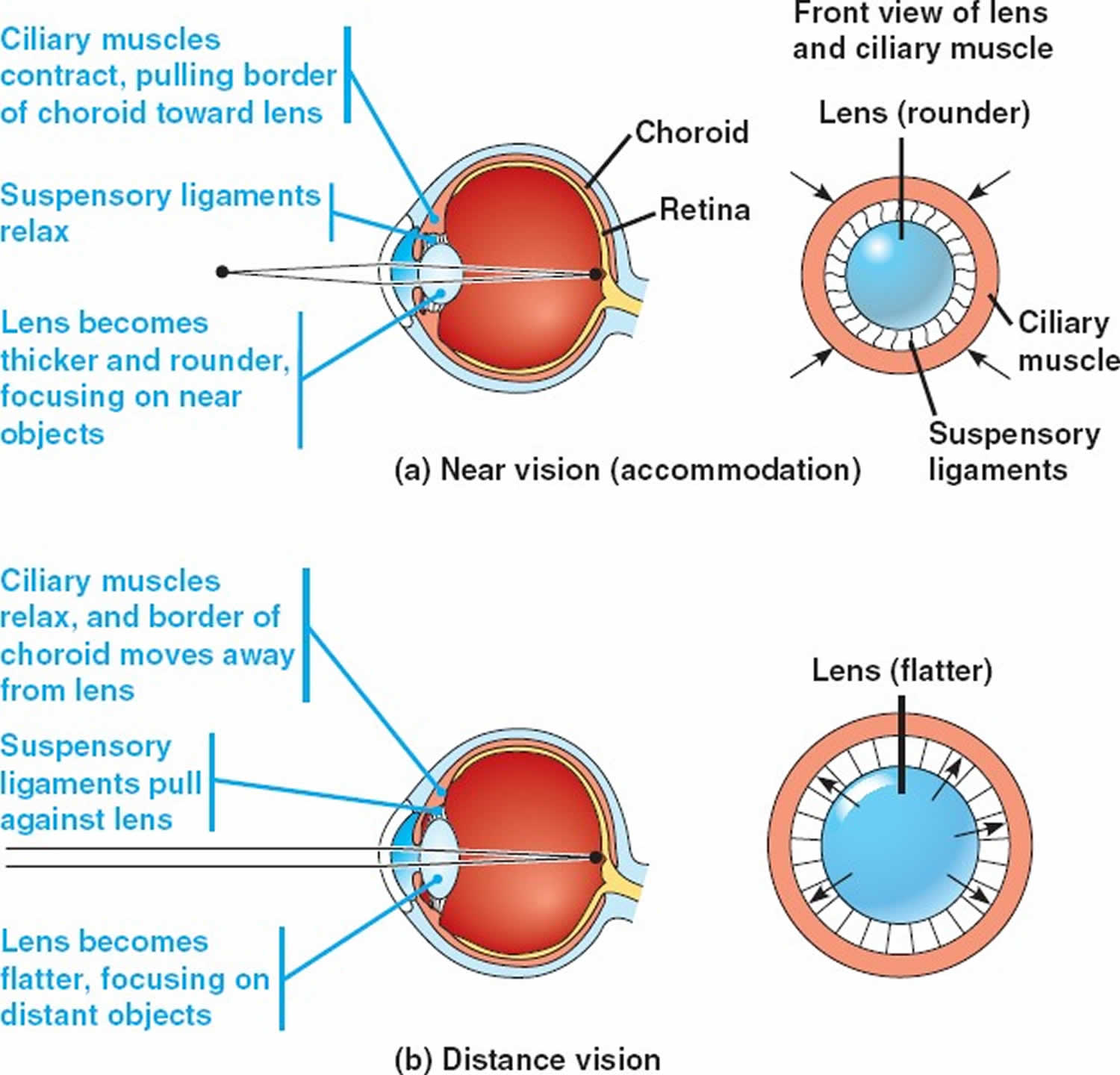 miosis-definition-causes-symptoms-diagnosis-treatment