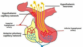 hypothalamo hypophyseal portal system