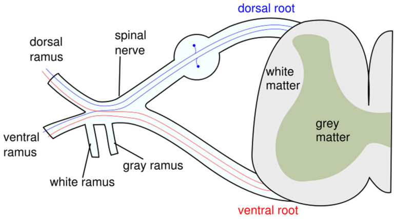 lower-motor-neuron-lesion-causes-signs-symptoms