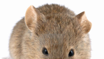 Rickettsialpox disease