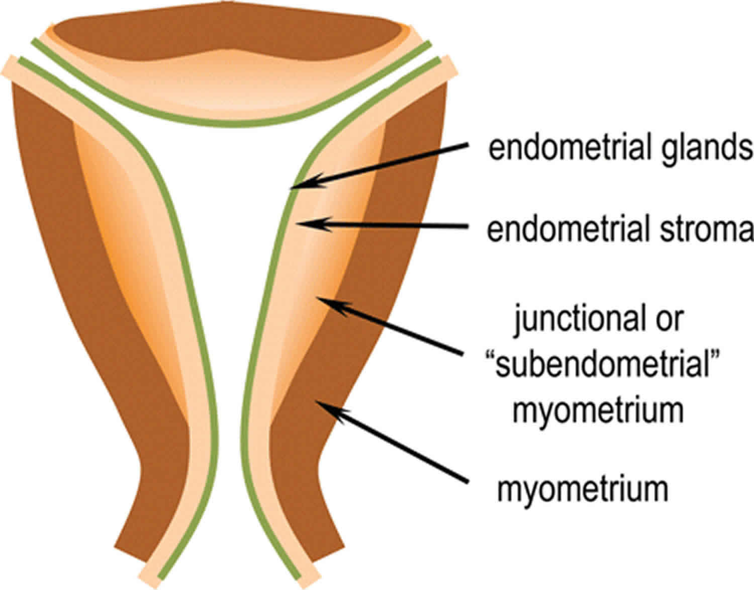 Uterine myometrium