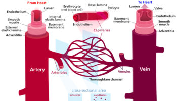 arterioles