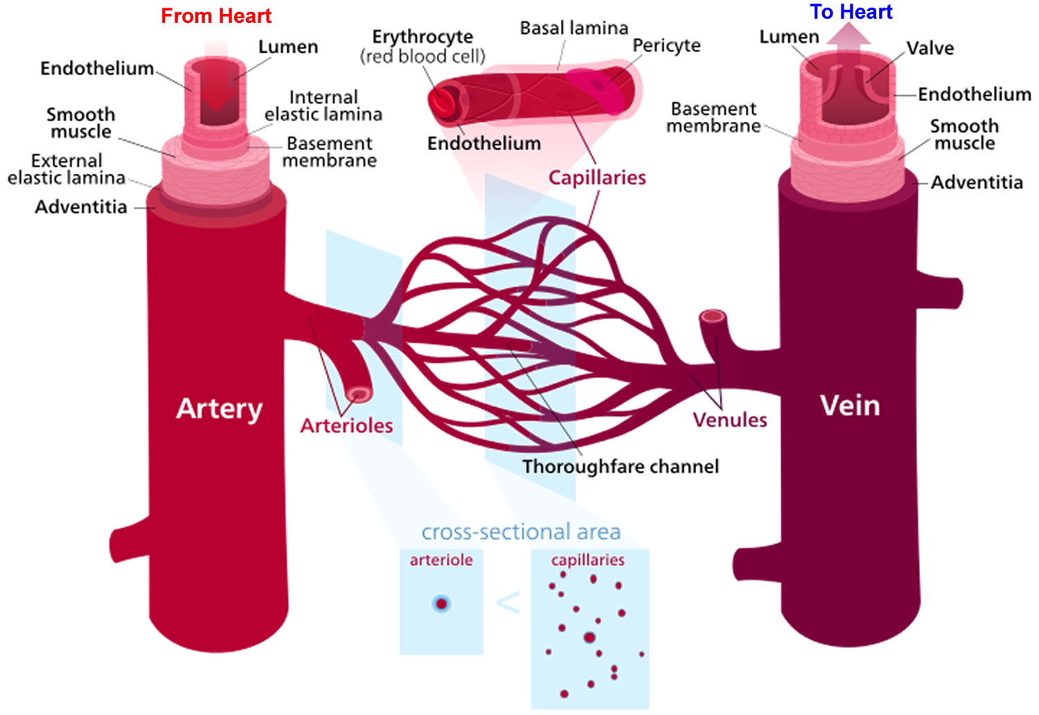 Arterioles 