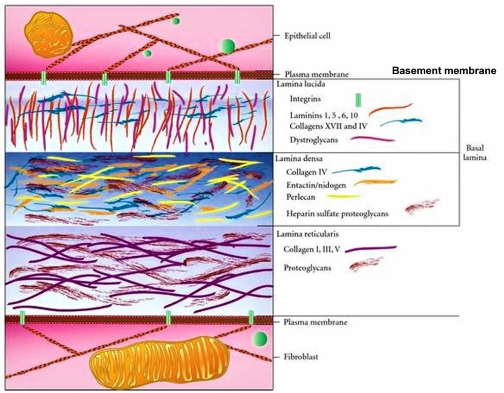 basement-membrane-basement-membrane-structure-and-function