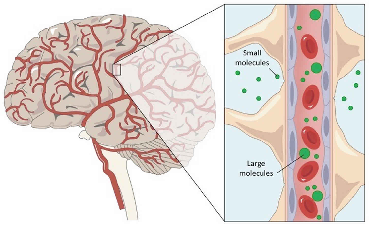 blood-brain-barrier-blood-brain-barrier-function-cells