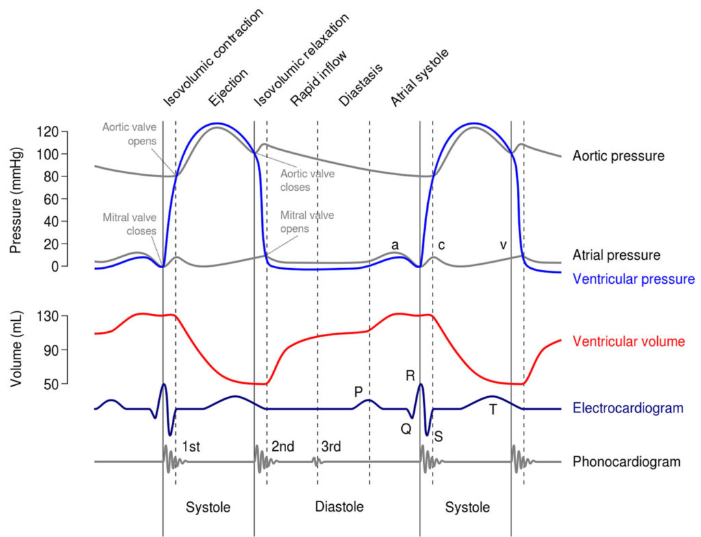 heartbeat sound heartbeat sound