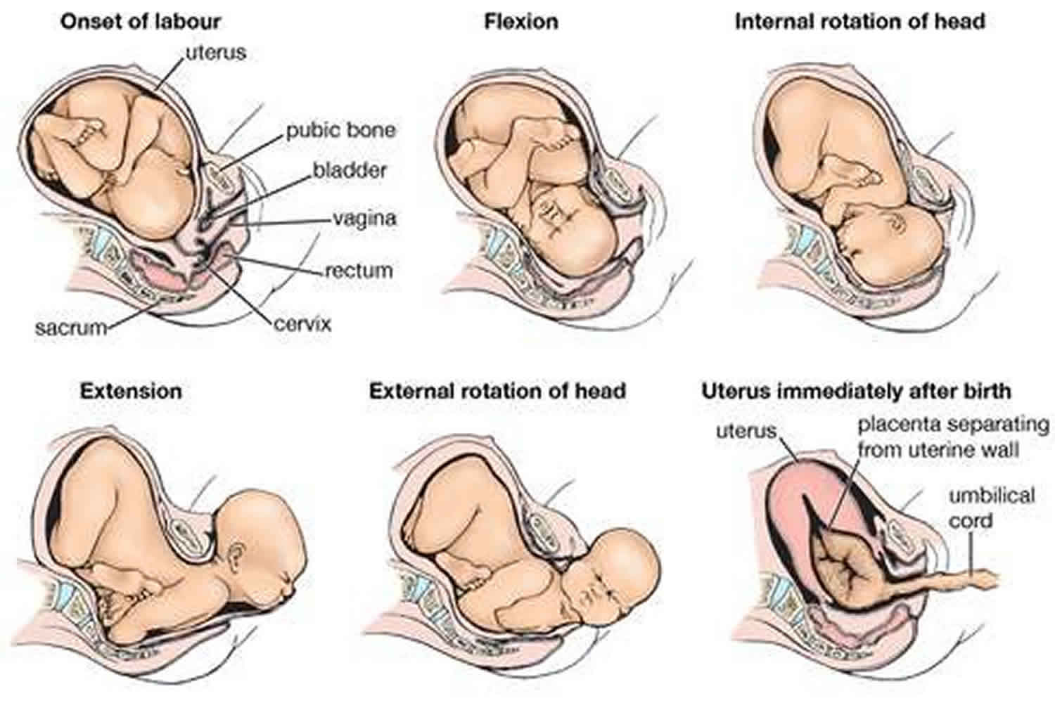 presentation of the pregnancy