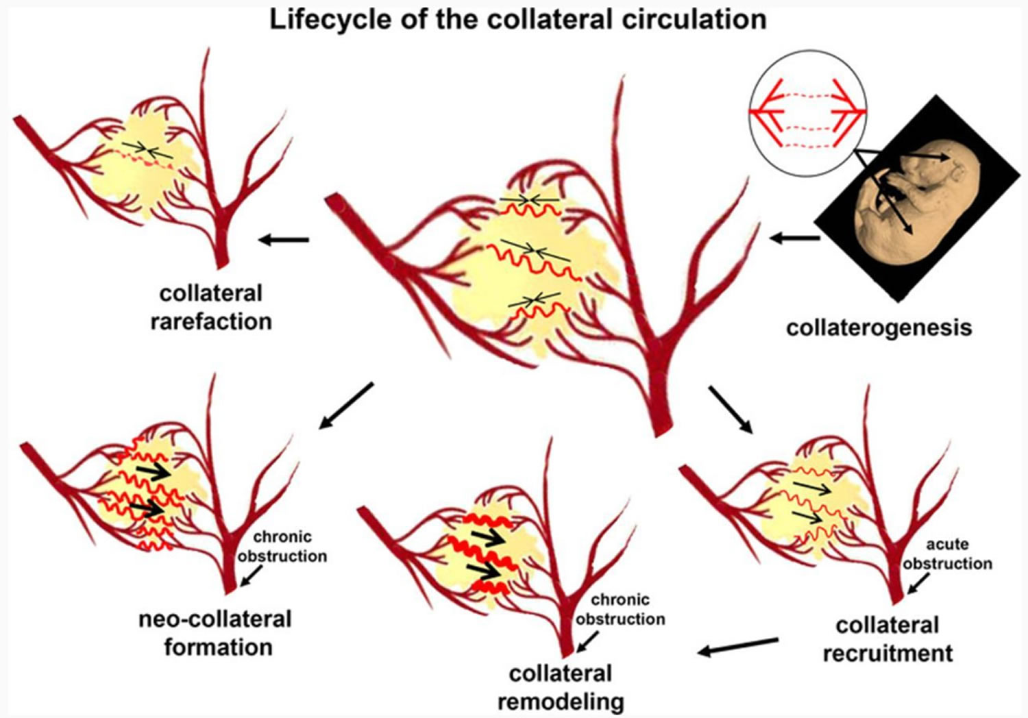 collateral-circulation-definition-coronary-collateral-circulation