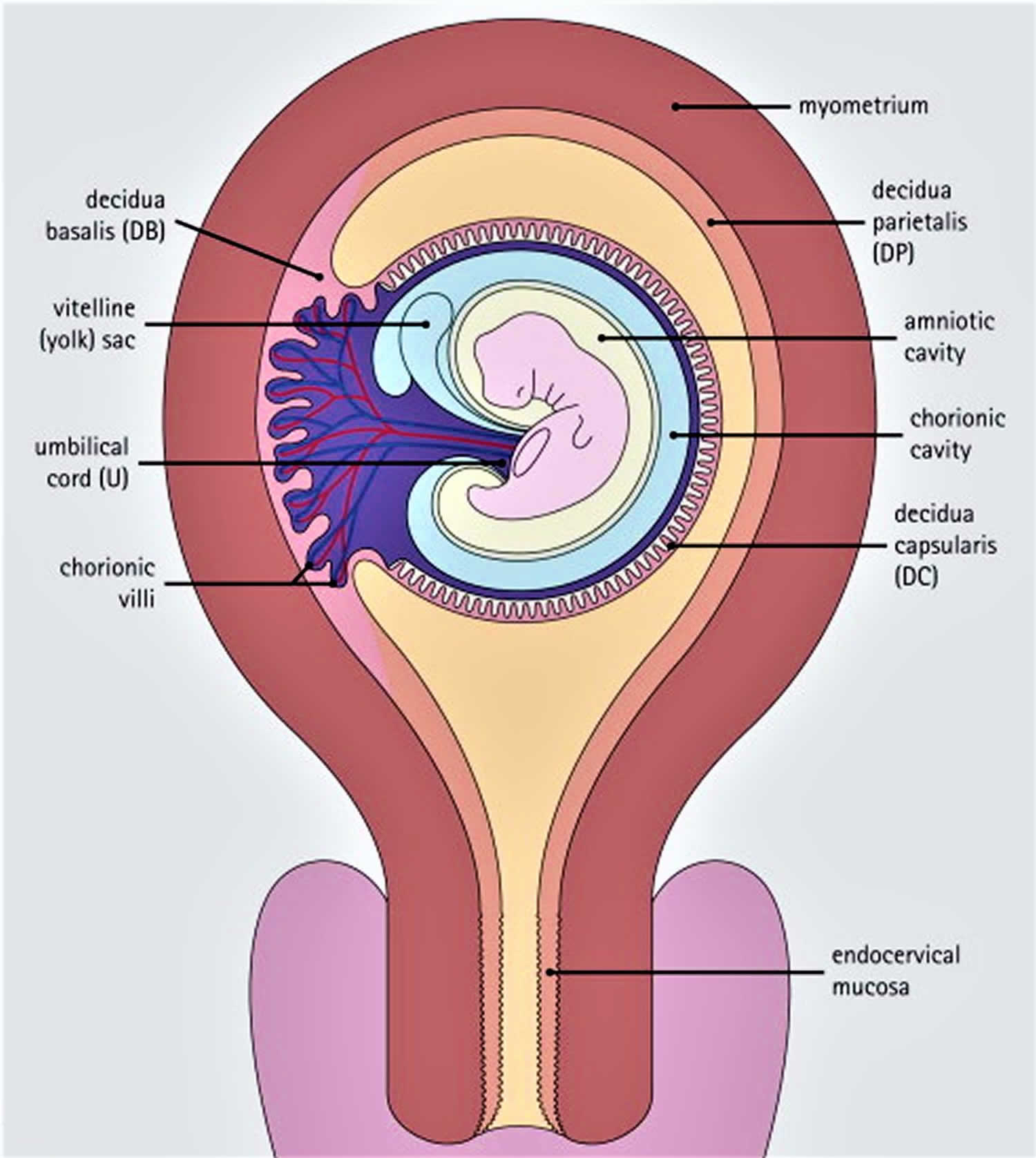 Decidua Definition Layers Of Decidua Formation Function